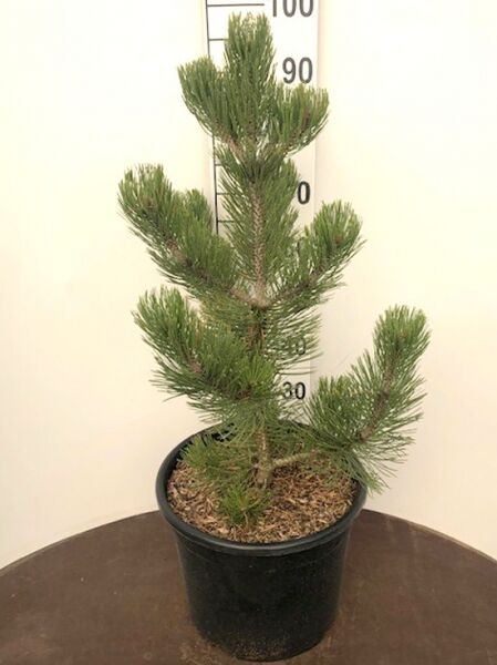 bosnische Kiefer 'Satellit' / Pinus heldreichii 'Satellit'