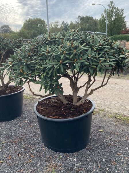 Rhododendron 'Gulliver' Schirm (Nr.1445) / Rhododendron adenogynum 'Gulliver' 150 cm breit x 100 cm hoch
