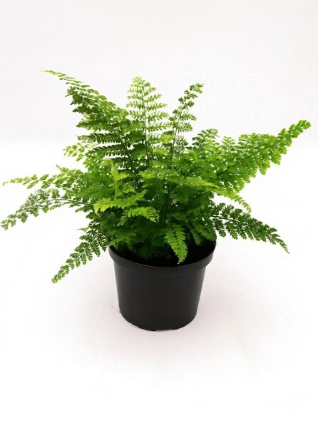 Schmaler Filigranfarn 'Proliferum' (Polystichum setiferum 'Proliferum') im Topf C2 mit grünen, fein gefiederten Wedeln