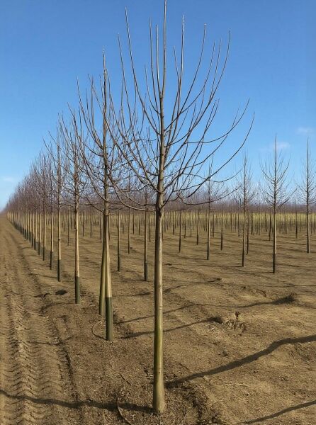 Malus domestica 'Dubbele Bellefleur' / Apfel 'Dubbele Bellefleur' Hochstamm 16-18 StU, junger Baum mit Stamm und Krone ohne Laub