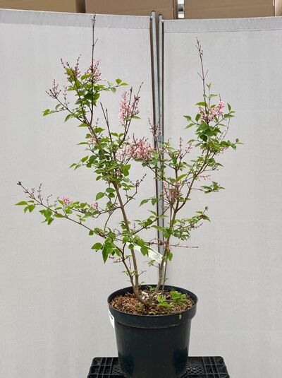 Herbstflieder 'Superba' - Syringa microphylla 'Superba'