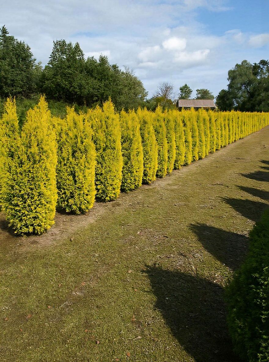 Lebensbaum 'Jantar' - Thuja occidentalis 'Jantar' - Baumschule NewGarden