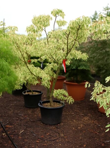 Weißbunter Pagoden-Hartriegel Cornus controversa 'Variegata' mit cremegrün panaschierten Blättern im Container C70, 175–200 cm