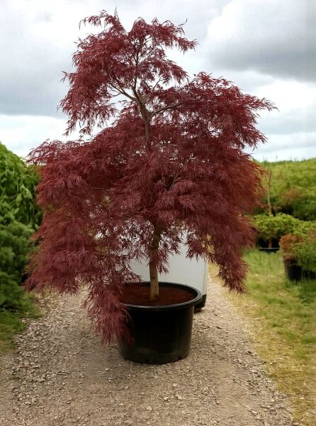 Fächer-Ahorn 'Tamukeyama' (Acer palmatum 'Tamukeyama') im Topf, 250–300 cm, C180, mit dunkelrotem, fein geschlitztem Laub.