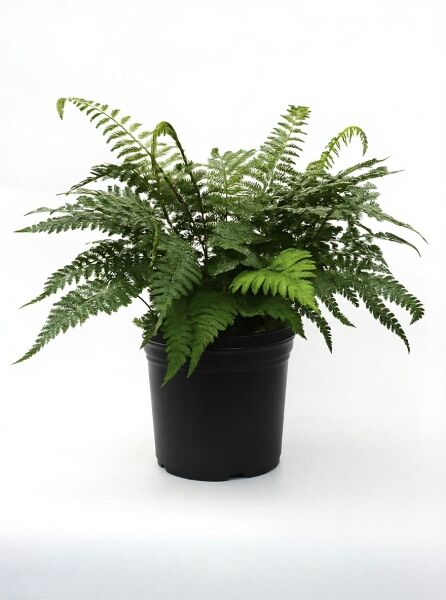 Polystichum polyblepharum, Japanischer Glanzschildfarn, Variante C5, Farn im Topf mit dichtem, gefiedertem Laub