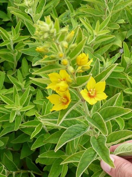 Gold-Felberich  / Lysimachia punctata