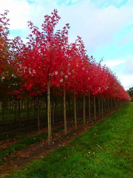 Rot-Ahorn Acer freemanii 'Autumn Blaze' Hochstamm, Reihe von Bäumen mit rotem Herbstlaub in der Baumschule.