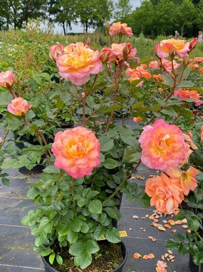 Rosa 'Dekora' / Strauchrose 'Dekora' C5, Rosenstrauch im Topf mit gefüllten rosa-orangefarbenen Blüten und grünem Laub.