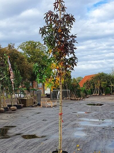 Amberbaum 'Parasol' / Liquidambar styraciflua 'Parasol'
