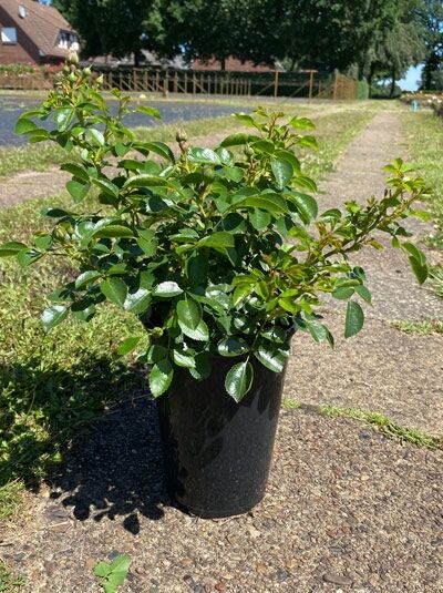 Rosa 'Cantario' / Strauchrose 'Cantario' C5 im schwarzen Pflanztopf, grünes Laub und junge Triebe mit Knospen