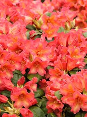 Rhododendron 'Hobbie' - Rhododendron scyphocalyx 'Hobbie' - Baumschule  NewGarden