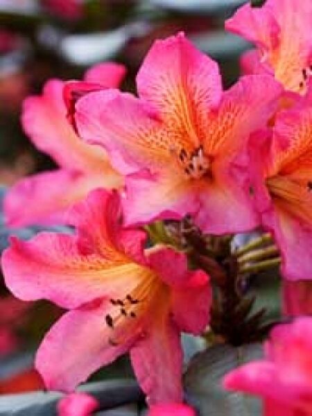 Rhododendron Hybride 'Scyphocalix' / Rhododendron 'Scyphocalix'