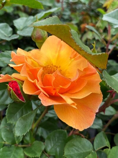 Strauchrose Rosa 'Arabia' mit orangegelber, halbgefüllter Blüte und roter Knospe zwischen grünem Laub