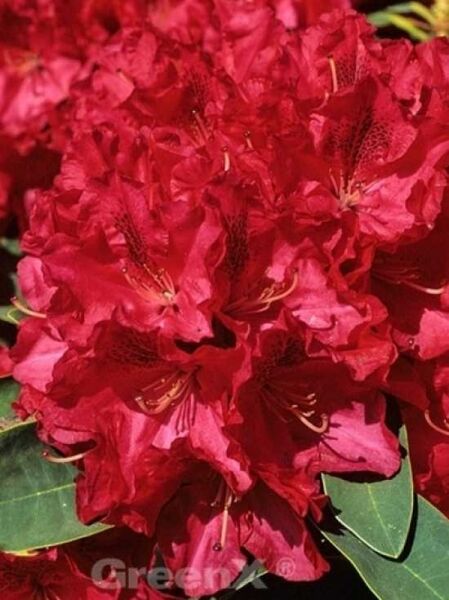 Rhododendron 'Wilgen's Ruby' / Rhododendron Hybride 'Wilgen's Ruby'