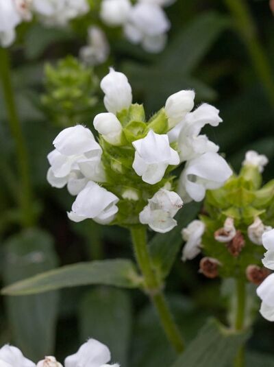 Prunella grandiflora 'Alba' (Große Garten-Brunelle) mit weißen Blüten an grünen Stängeln und Blättern