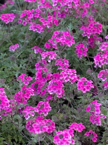 Verbena canadensis 'Hammenstein Pink' / Eisenkraut