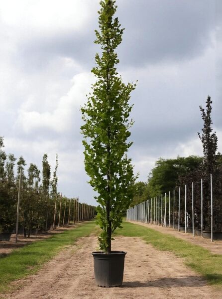 Säulen-Buche 'Gold' (Fagus sylvatica 'Dawyck Gold') 300-350 cm, C50, schlanker Säulenbaum im Container mit grünem Laub.