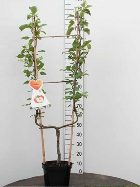 Malus domestica 'Cox Orange' (Apfel Cox Orange) Spalier U-Form im Topf, veredelter Baum mit zwei aufrechten Leitästen und Laub