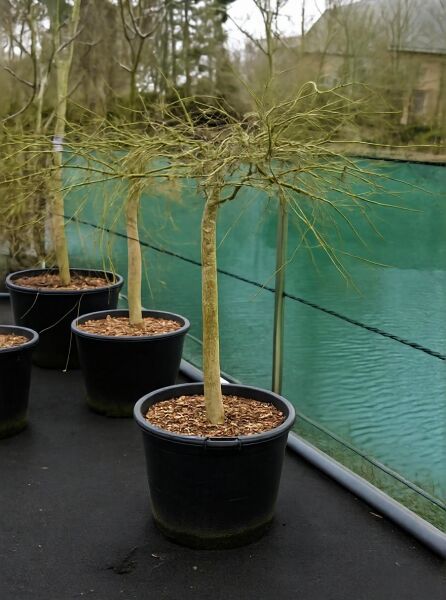Roter Schlitz-Ahorn (Acer palmatum) 'Dissectum Ornatum/Atropurpureum' als Hochstamm im Topf, ca. 80 cm Stammhöhe, C70.