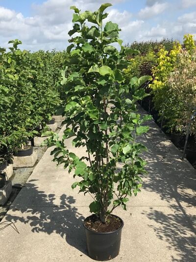 Magnolia ‚Galaxy‘ / Großblumige Magnolie ‚Galaxy‘ 125-150 cm C20, aufrechter Strauch im Topf mit grünem Laub