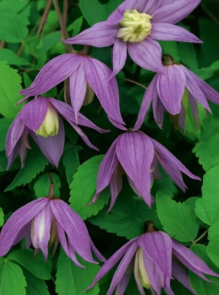 Waldrebe Clematis 'Cragside' (Clematis) mit hängenden purpurvioletten Blüten und hellgelber Mitte zwischen grünem Laub