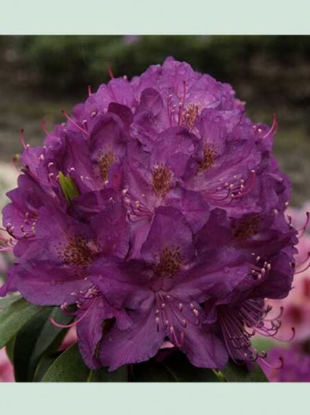 Rhododendron 'Lee's Best Purple' / Rhododendron Hybride 'Lee's Best Purple'