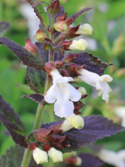 Immenblatt 'Alba' / Melittis melissophyllum 'Alba'