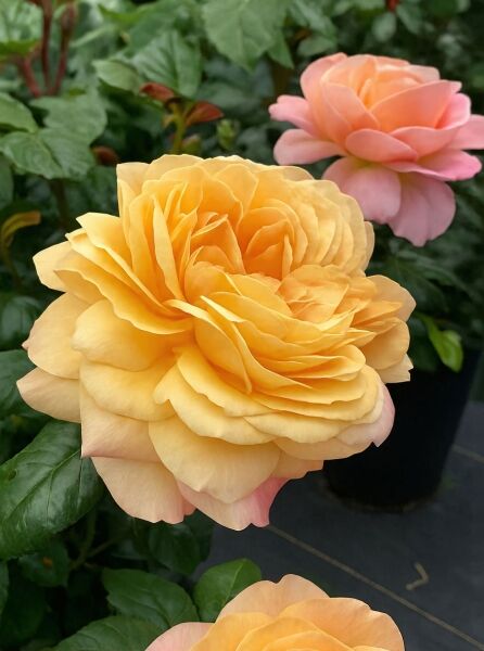 Edelrose 'Capri' / Edelrose 'Capri'