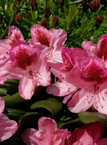 Rhododendron Hybride 'Cosmopolitan' (Rhododendron 'Cosmopolitan') mit rosafarbenen Blüten und dunkler Zeichnung, Nahaufnahme.