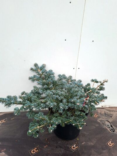 Korea-Tanne 'Tannja' / Korea-Tanne 'Tannja'