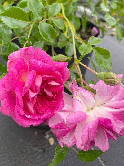 Kletterrose 'Super Dorothy' / Kletterrose 'Super Dorothy'