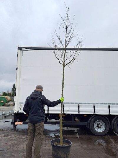 Sorbus aria (Echte Mehlbeere) Hochstamm 12-14 StU im Container, unbelaubter Baum mit geradem Stamm und Krone im Topf