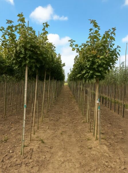Kugel-Ahorn (Acer platanoides 'Globosum') Kugelbaum mit Stamm, 200 cm, 8-10 StU, im Baumschulquartier in Reihen gepflanzt.