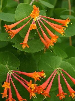 french marigold plant French Marigold Seeds main image 1