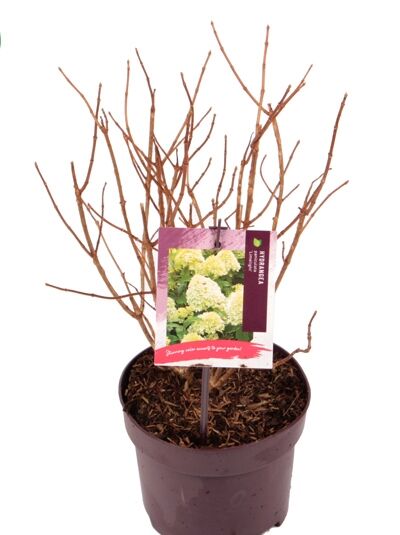 Limonenfarbene Rispen-Hortensie 'Limelight ®' / Hydrangea paniculata 'Limelight ®'
