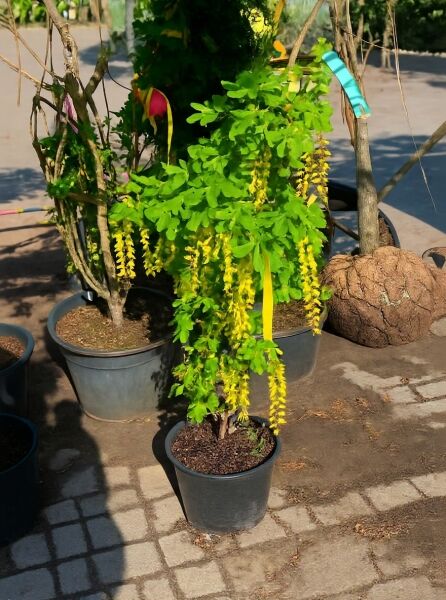 Laburnum watereri 'Vossii' / Edel-Goldregen 100-125 cm C20, Hochstamm im Container mit grünen Blättern und gelben Blütentrauben
