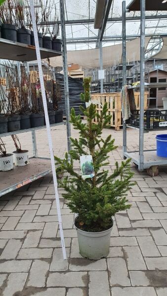 Picea abies 'Wills Zwerg' / Zwerg-Rot-Fichte 'Will' 60-80 cm C10, im Topf, aufrecht wachsend mit grünen Nadeln.