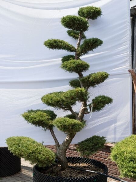 Juniperus media 'Hetzii' H: 240 cm B: 140 cm / Garten-Bonsai (624)