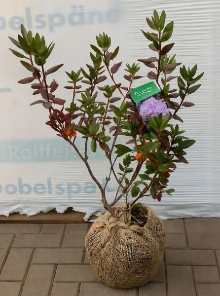 Rhododendron 'P.J. Mezitt' (Rhododendron carolinianum) Solitär, 50–60 cm Breite, mehrtriebiger Strauch mit Ballenware (m. B.)