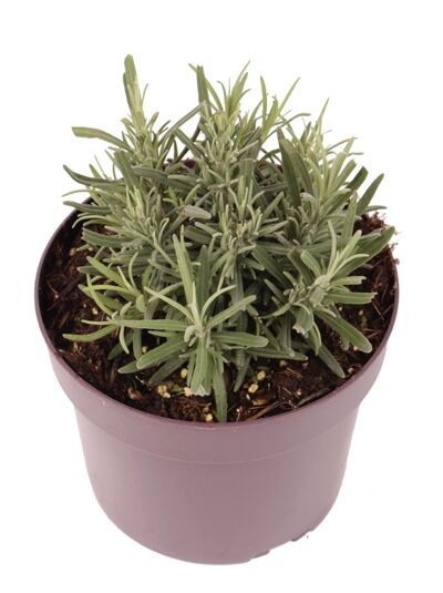 Echter Lavendel 'Dwarf Blue' / Lavandula angustifolia 'Dwarf Blue'