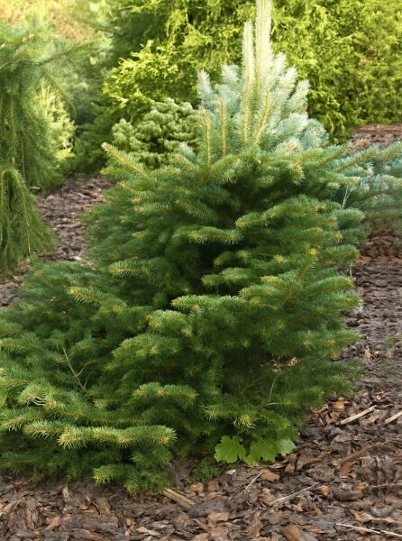 Abies cephalonica 'Meyer's Dwarf', Griechische Zwerg-Tanne, kompakter Nadelbaum mit grünen Nadeln auf mulchbedecktem Boden.