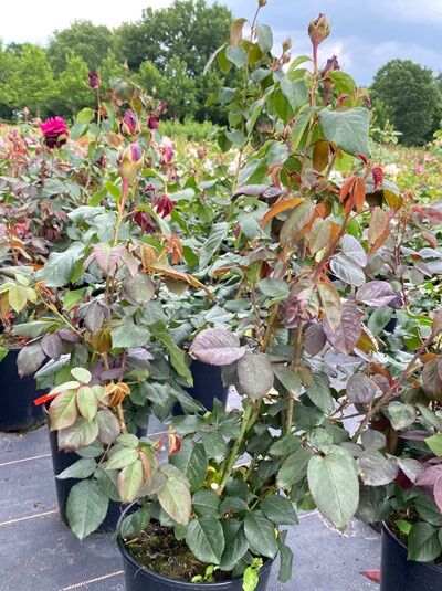 Edelrose Rosa 'Gräfin Diana' (Rosa) C5 im Topf, aufrechter Strauch mit grün-rotem Laub und mehreren Knospen