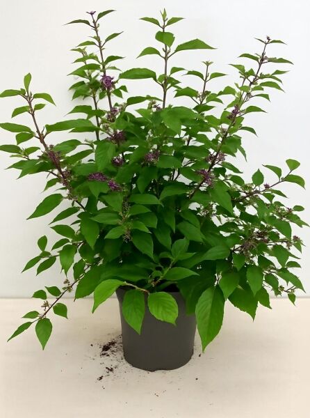 Callicarpa bodinieri 'Profusion' (Liebesperlenstrauch) im Topf C10, 80–100 cm, grünes Laub und violette Blütenansätze.