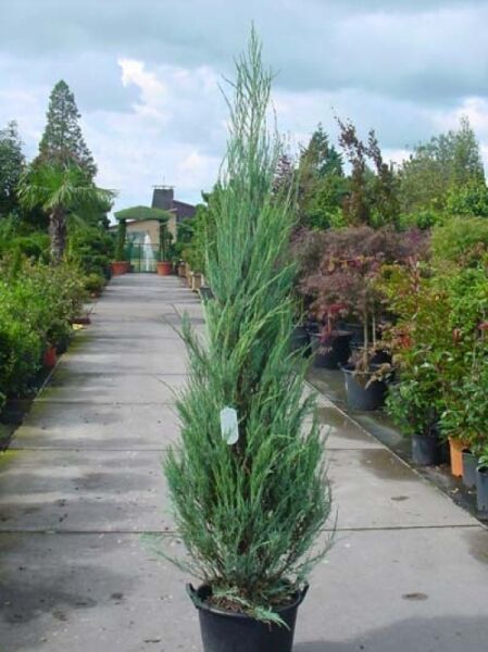 Juniperus scopulorum 'Skyrocket' / Raketen-Wacholder