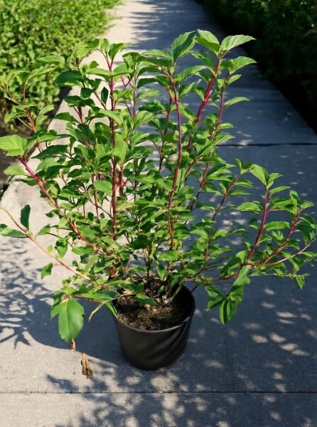 Rispen-Hortensie Hydrangea paniculata 'Vanille Fraise ®' 80-100 cm C15 im Topf, grünes Laub und rötliche Triebe