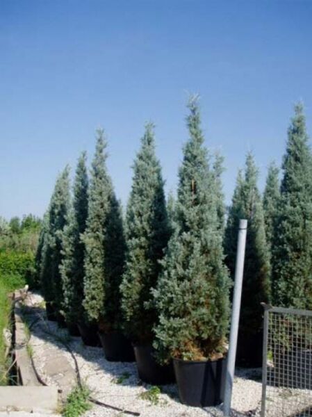 Blaue Arizona-Zypresse / Cupressus arizonica 'Glauca'