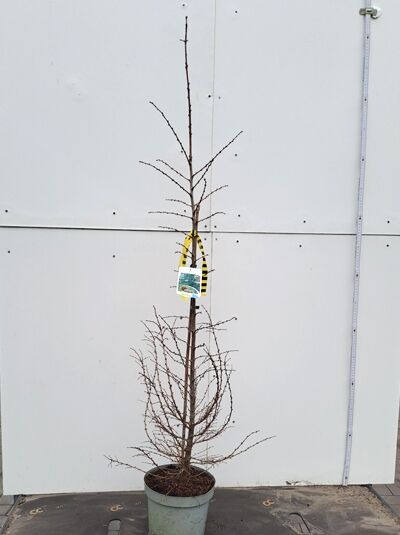 Larix kaempferi / Japanische Lärche, 100–125 cm, C5, junger Baum im Container mit schlankem Stamm und verzweigten Trieben.