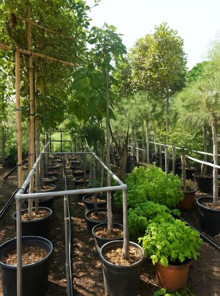 Morus alba 'Pendula' / Hängender weißer Maulbeerbaum 'Pendula' Hochstamm im Container mit hängenden Trieben im Baumschulquartier