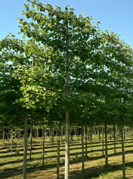 Tilia europaea Pallida / Kaiser-Linde, Hochstamm-Spalier mit dichtem Laub und seitlich geführten Ästen am Stamm.