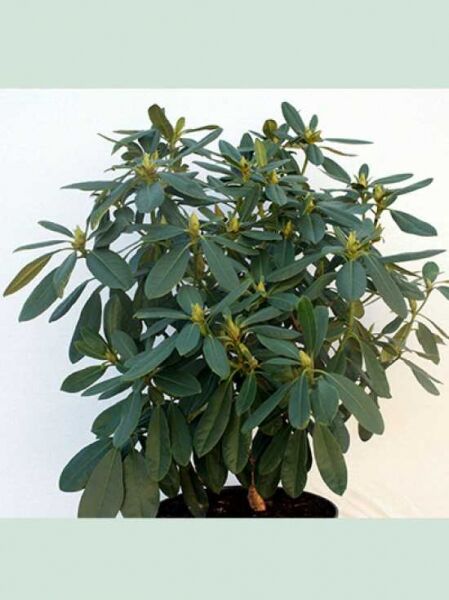 Rhododendron Hybride 'Belami' (Rhododendron) Solitär, 60–70 cm breit, immergrüner Strauch mit dunkelgrünen Blättern und Knospen